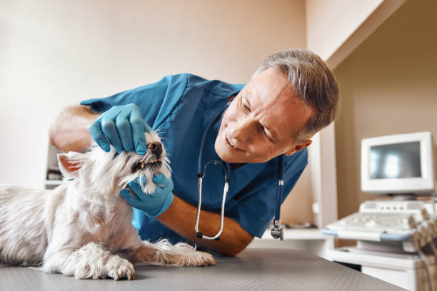 Best After-Hours Dental Care in Pecan Grove, TX
